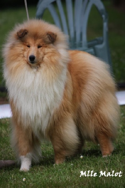 CH. Dee mwa too of River Tweed