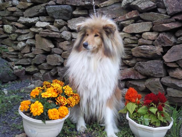 Dirty nose of River Tweed