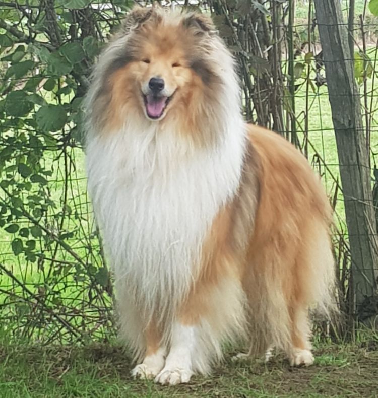 CH. Un'si soit je of River Tweed