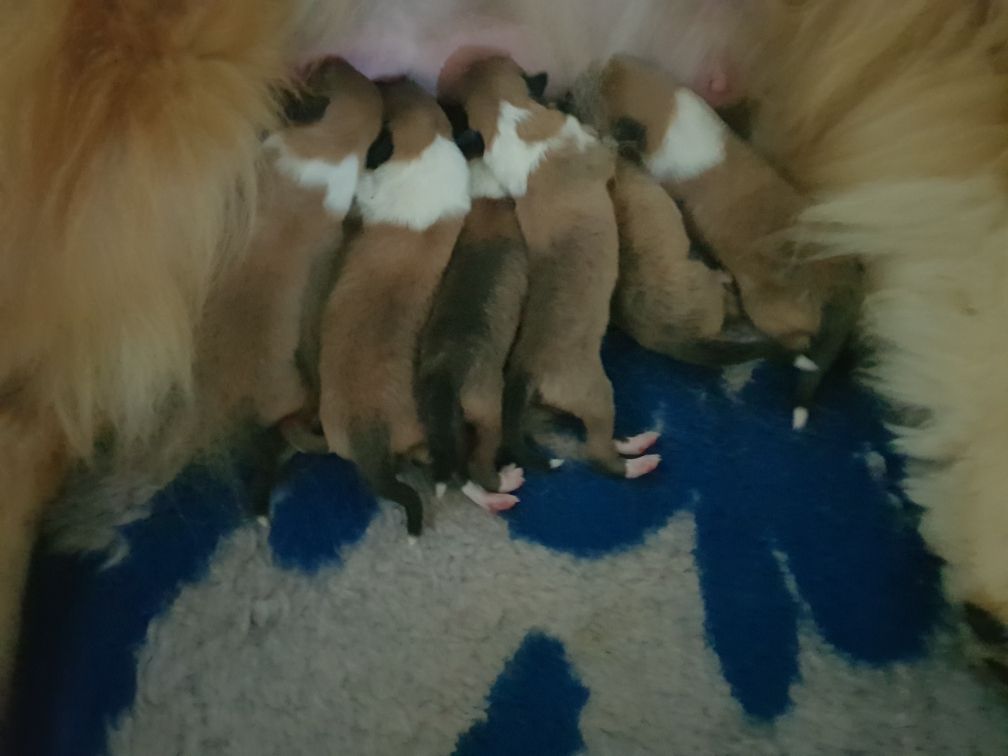 chiots sable disponibles