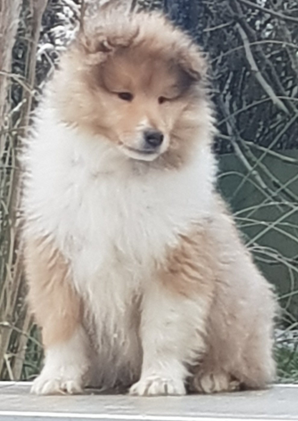 of River Tweed - Chiots disponibles - Colley à poil long