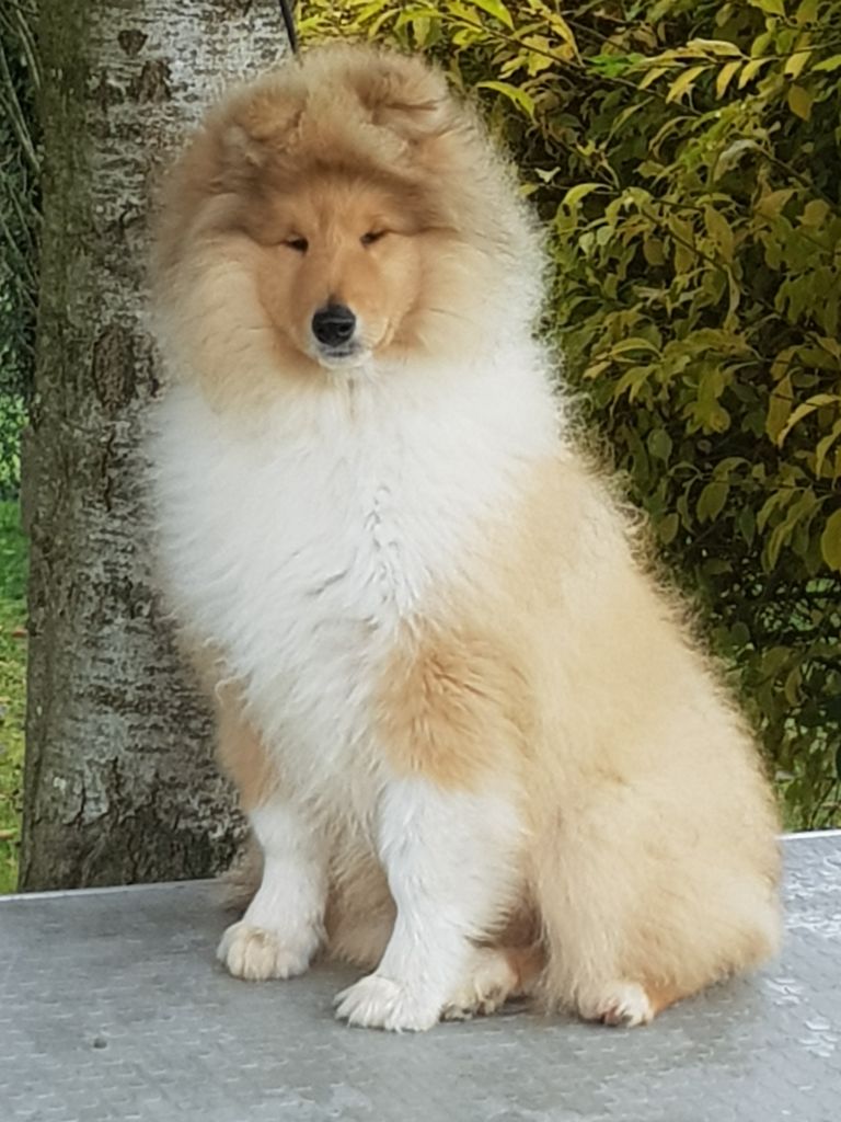 of River Tweed - Chiots disponibles - Colley à poil long