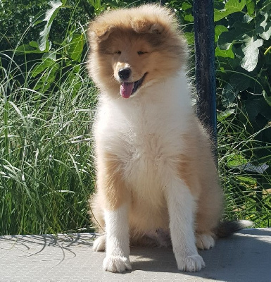 CHIOT