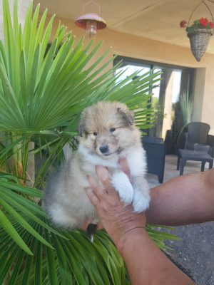 CHIOT 2