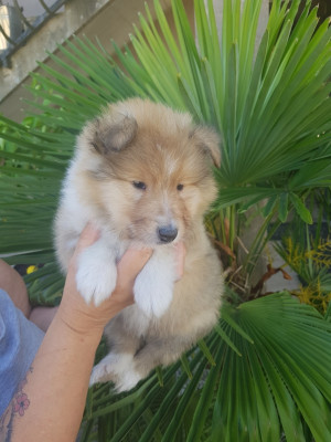 CHIOT 3