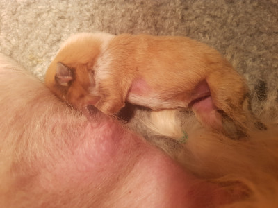 CHIOT 1