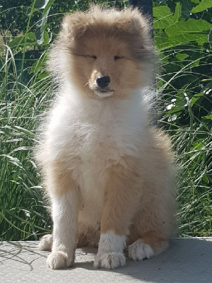 CHIOT