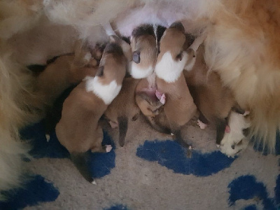 CHIOT 1