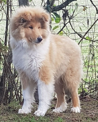 CHIOT