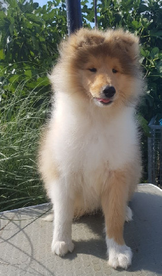 CHIOT