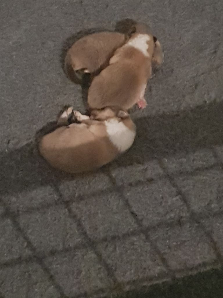 of River Tweed - Chiots disponibles - Colley à poil long